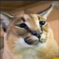 DripCat
